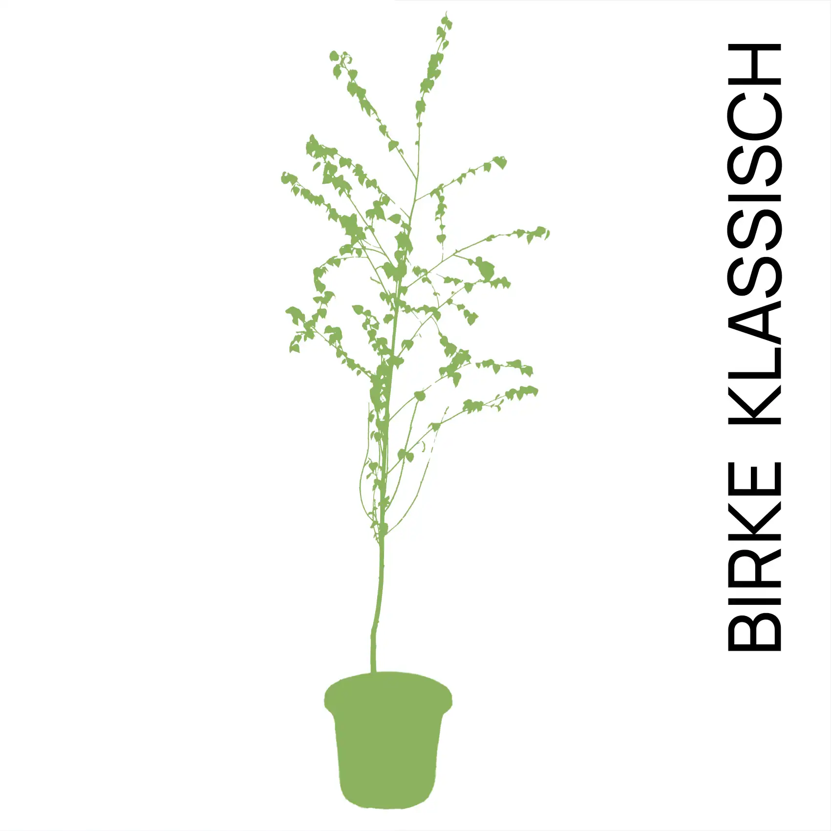 Maibaum im Topf - Individuell gestaltbar – Wähle Bänder, Ballon und Wunschtext! – Bild 4