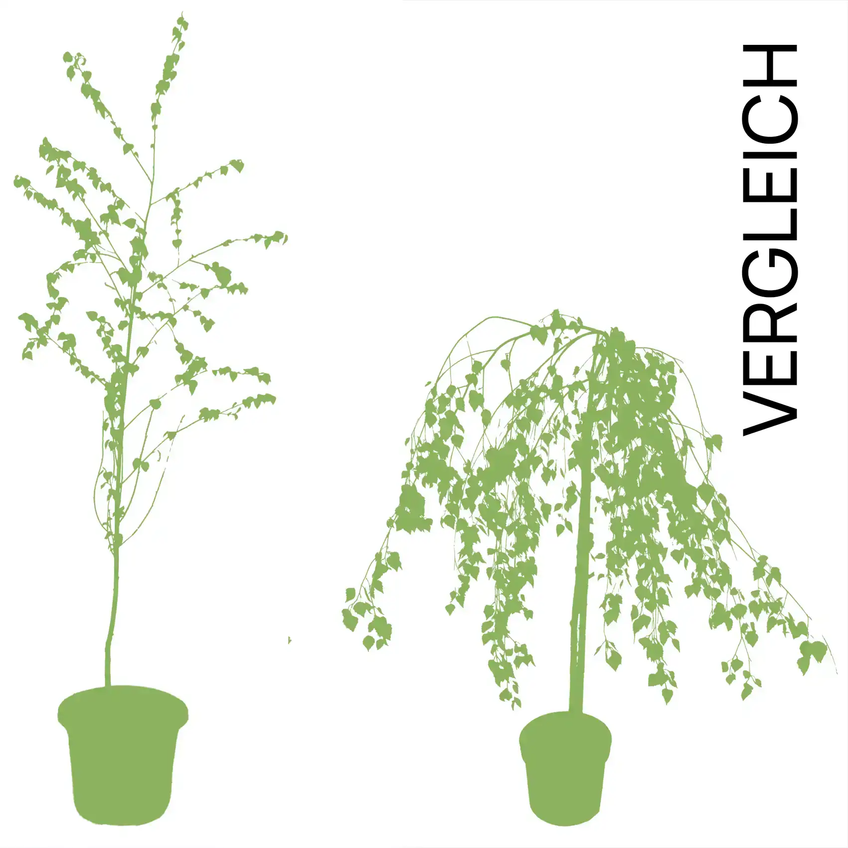 Maibaum im Topf - Individuell gestaltbar – Wähle Bänder, Ballon und Wunschtext! – Bild 3